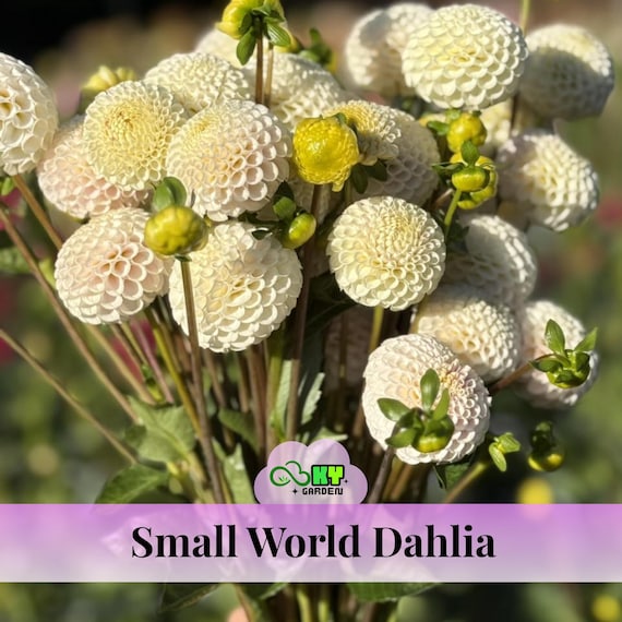Small World Dahlia Seeds - Attracts Pollinators,long Blooming  Season,vibrant Colors,excellent Cut Flower,plant in Spring - Etsy