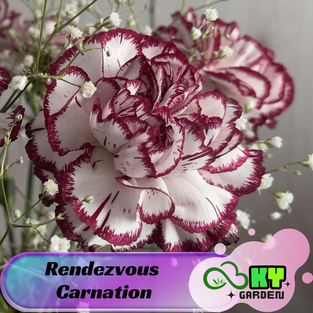 Rendezvous Carnation Seeds - Showy Blooms, Compact Growth, Attracts ...
