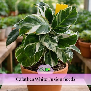 Calathea White Fusion Seeds - Etsy