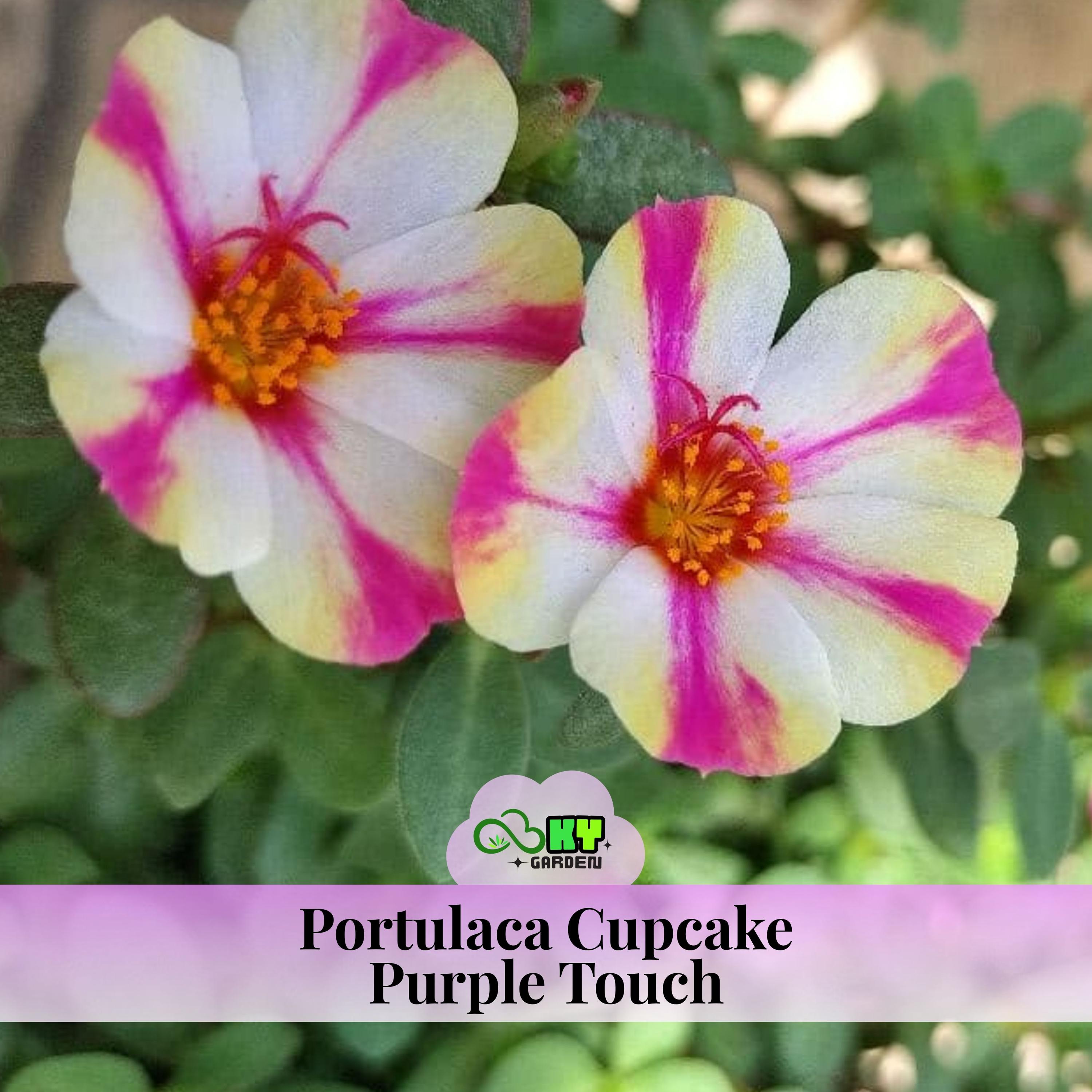Portulaca Cupcake Purple Touch Seeds - Low Maintenance,ground