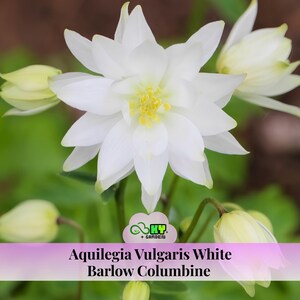May include: Close-up of a white Aquilegia Vulgaris White Barlow Columbine flower with yellow center stamens. Several unopened buds and leaves are visible. The flower has multiple white petals. The image includes the text "Aquilegia Vulgaris White Barlow Columbine".