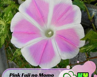 Pink Fuji No Momo Morning Glory Seeds - Fast Growing, Climbing