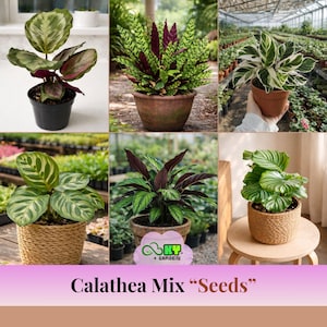 Calathea Mix Seeds - Tropical Foliage Houseplants - Mixed Leaf Patterns - Indoor Shade Plants - Exotic Variety Easy Grow bild 1