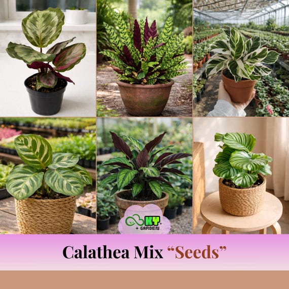 Calathea Mix Seeds - Tropical Foliage Houseplants - Mixed Leaf Patterns - Indoor Shade Plants - Exotic Variety Easy Grow