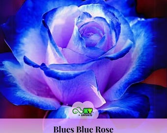 15s|blues Blue Rose Seeds - Perennial, Cold Resistant, Open
