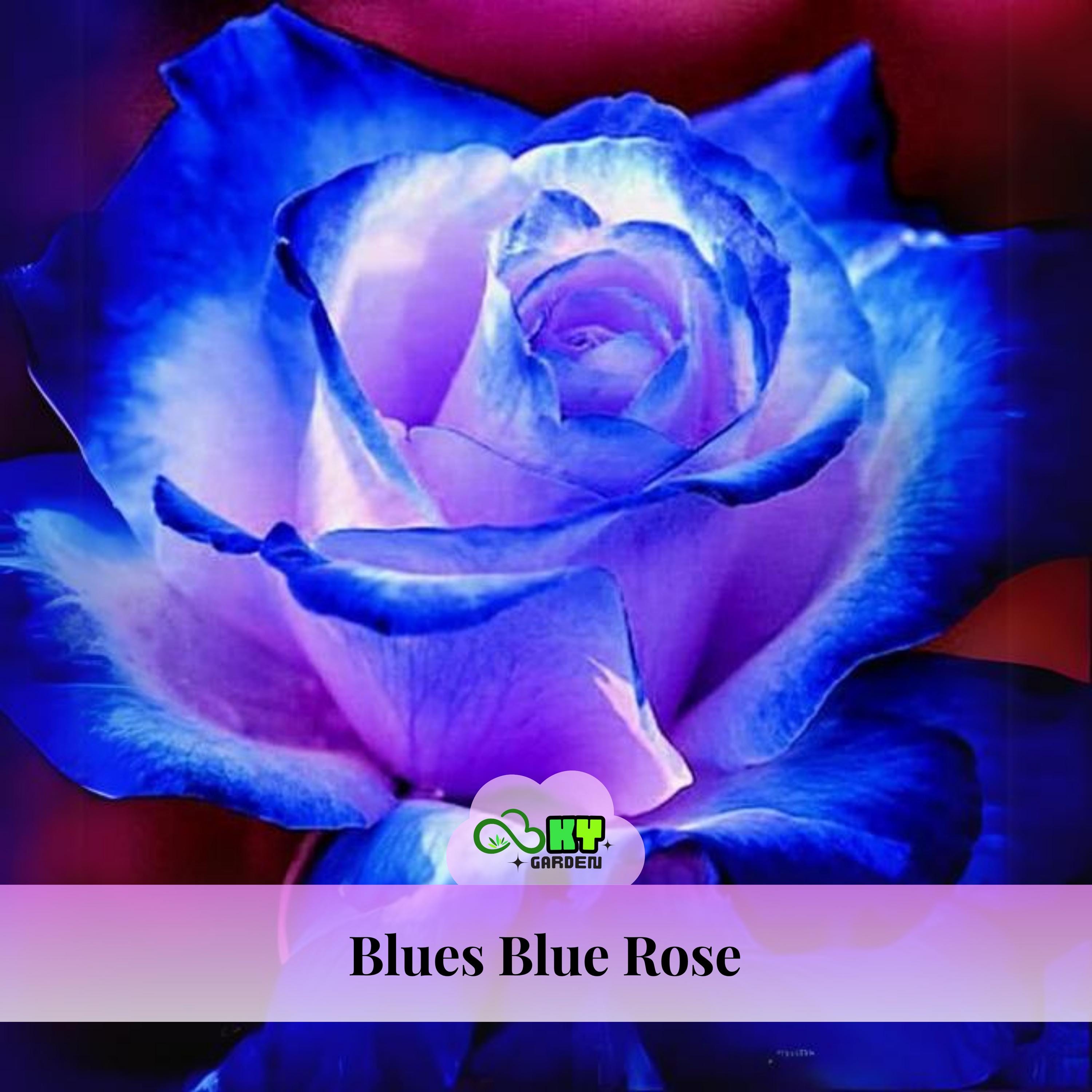 15s|blues Blue Rose Seeds - Perennial, Cold Resistant, Open