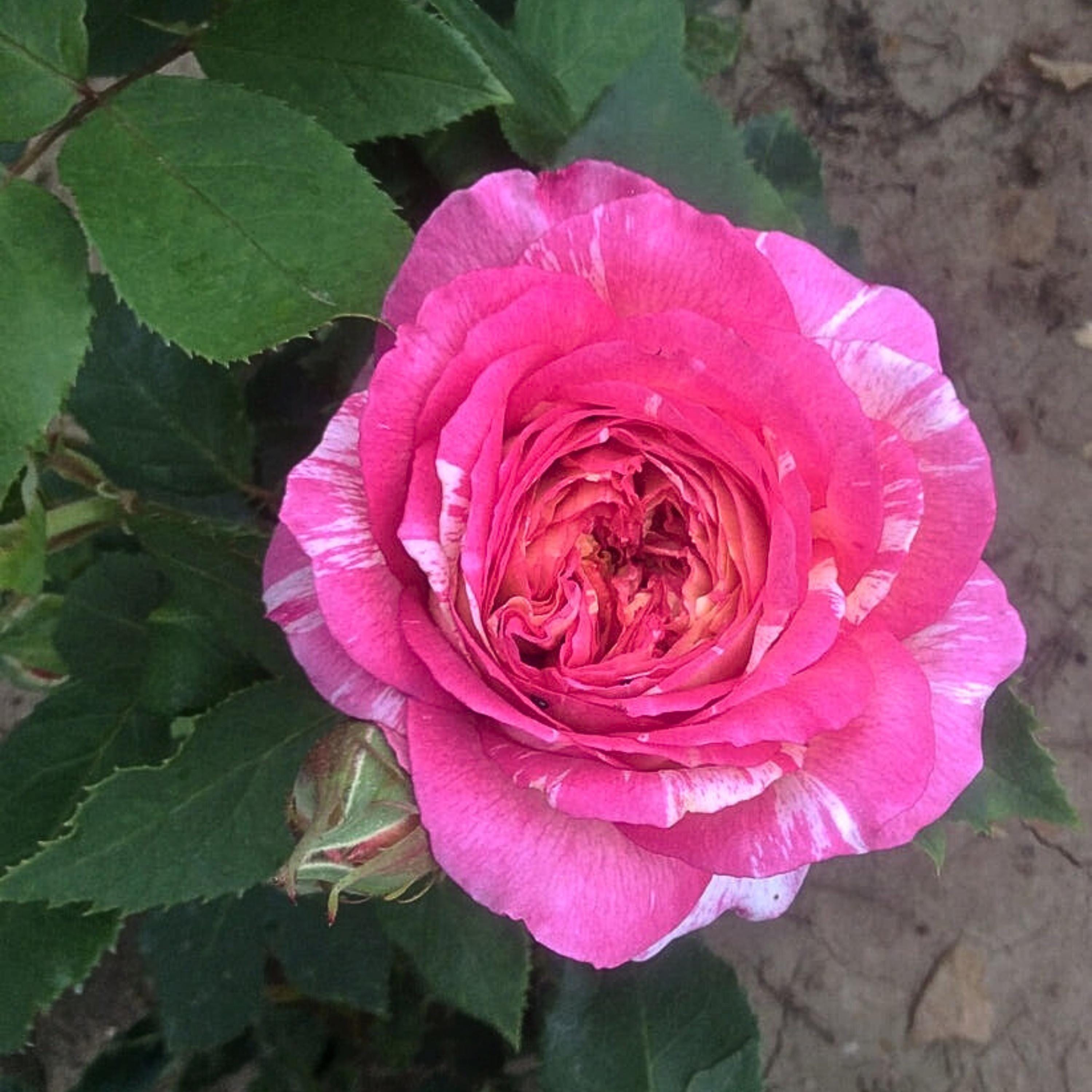 Marc Chagall Floribunda Rose Seeds – Perennial, Cold Resistant, Open ...