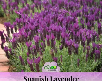 May include: A close-up of Spanish Lavender plants, showcasing their deep purple flower spikes and green foliage. The image includes the text "Spanish Lavender" at the bottom. The plants are in a garden setting, with a brick pathway visible in the background.