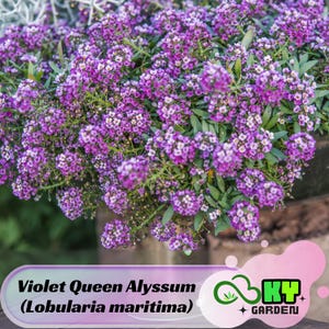 Violet Queen Alyssum (Lobularia maritima) Seeds - Cold Resistant - Open-Pollinating - Drought Tolerant - Plant in Early Spring #311