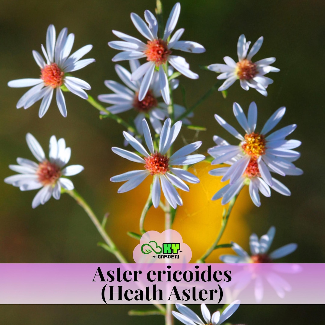 Aster Ericoides (heath Aster) Seeds - Annual, Soft Yellow Flowers ...