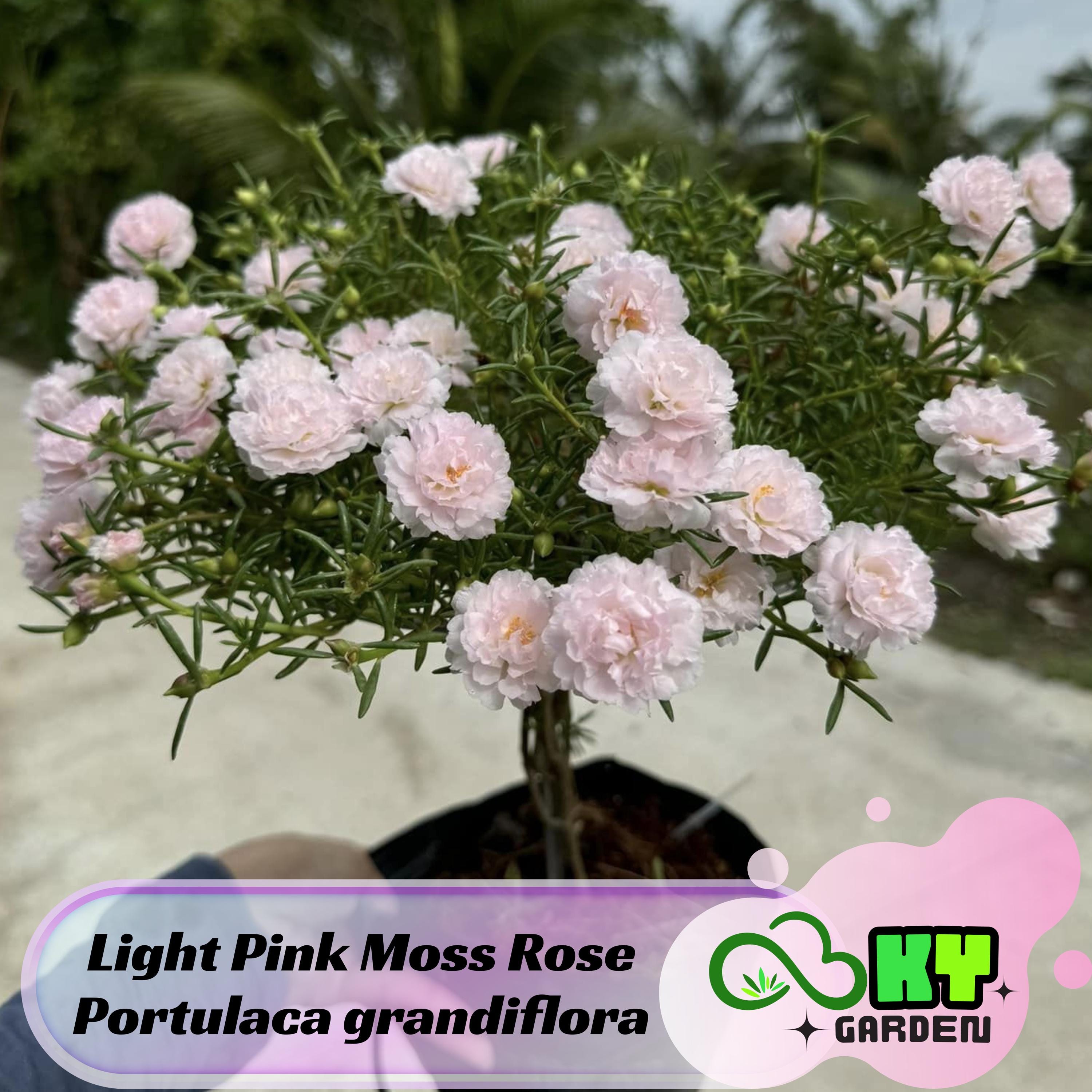 Light Pink Moss Rose Portulaca grandiflora Seeds - Low Maintenance,Ground Cover, Attracts Pollinators, Plant in Spring/Summer