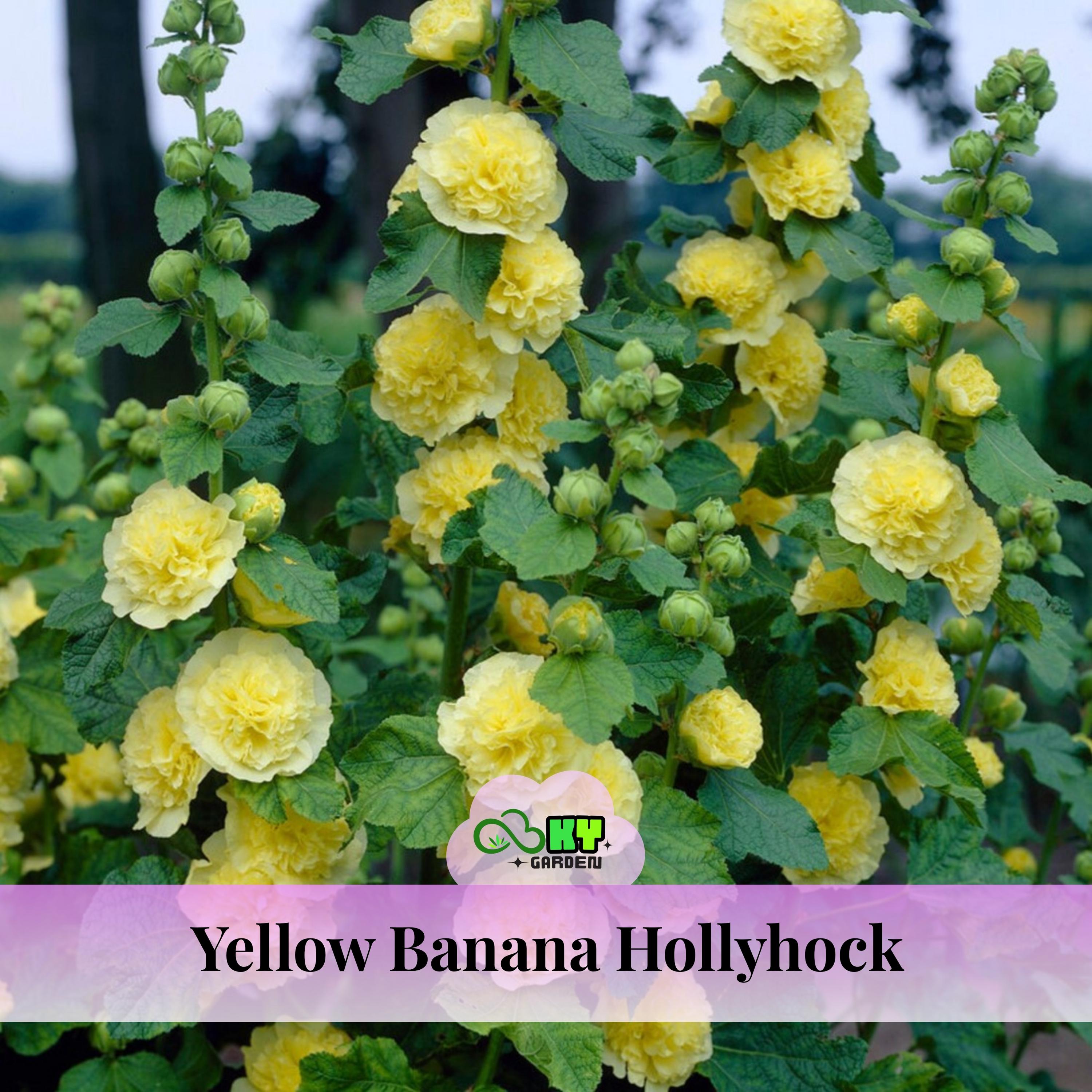 Yellow Banana Hollyhock Seeds - Showy Blooms, Tall Flower Spikes