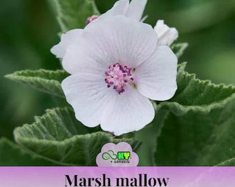 Marshmallow Seeds - Perennial - Edible, , Cold Resistant, Attracts Pollinators - Plant in Spring or Fall