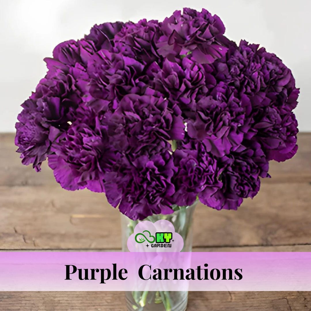 Purple Carnations Seeds - Showy Blooms,compact Growth,attracts ...