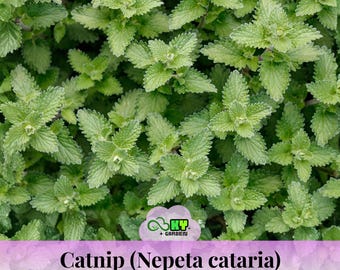 May include: A dense cluster of vibrant green catnip leaves, scientifically known as Nepeta cataria, featuring serrated edges and a textured surface. A small logo with the text KY GARDEN is visible at the bottom center of the image.