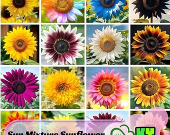 Sun Mixture Sunflower Seeds - Showy Blooms, Fast Growing, Attracts Pollinators, Drought Tolerant, Edible Seeds – Planting in Spring