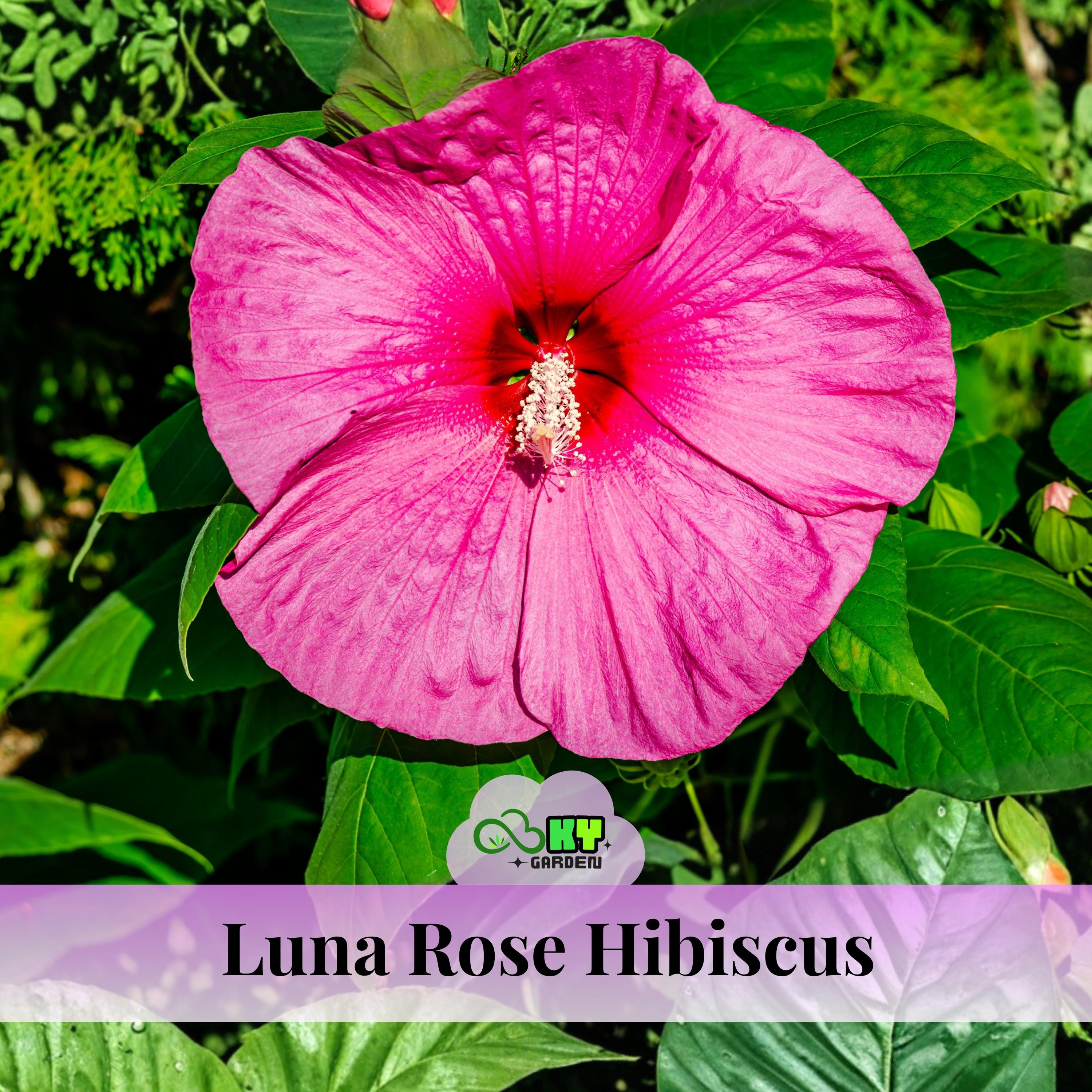 Luna Hibiscus Seeds - Edible, Cold Resistant, Showy Flowers