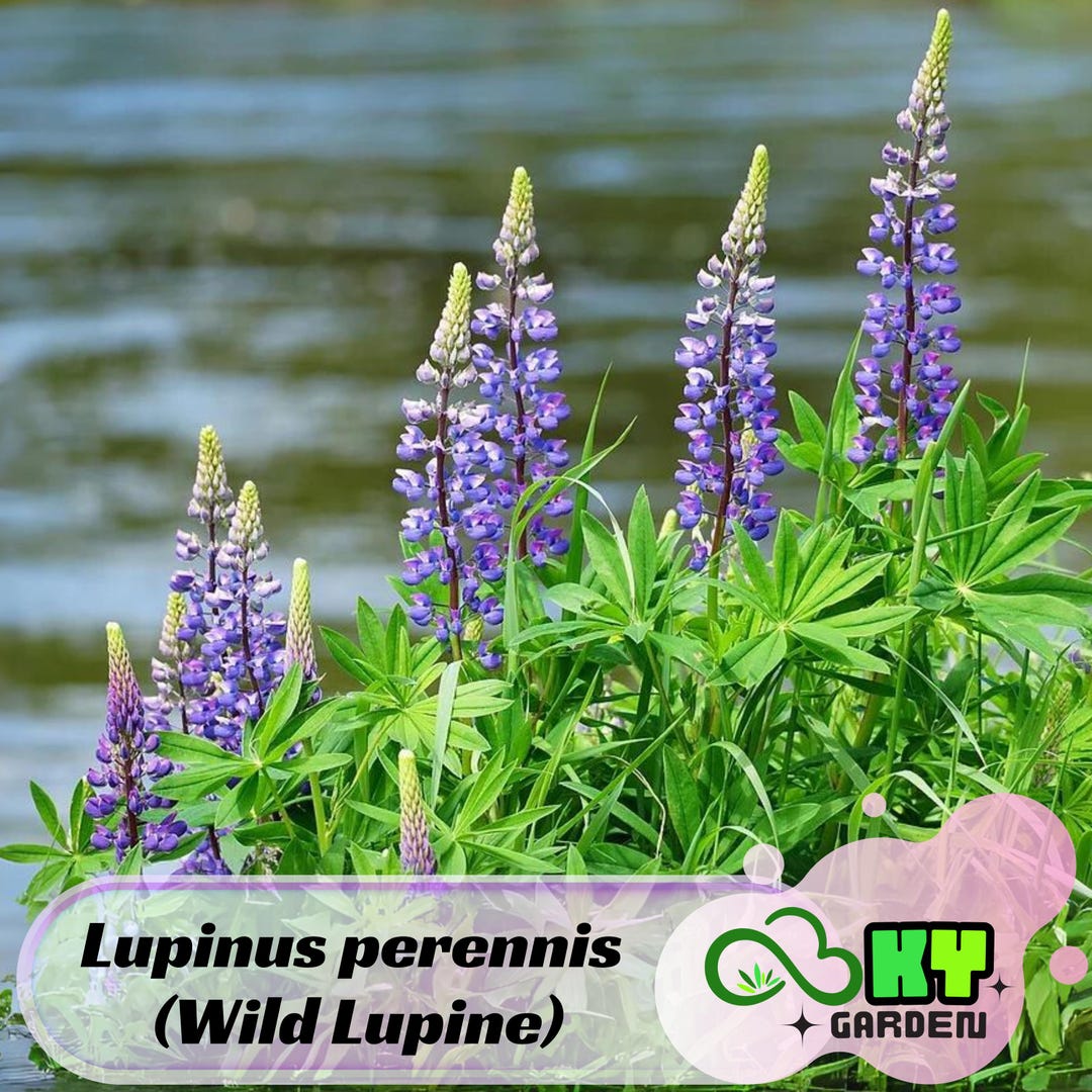 Wild Blue Russell Lupine Seeds - 500 Perennial Frost-Tolerant Flowers For Pollinator Gardens