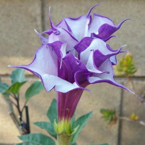 May include: A close-up of a purple and white flower with a long, thin stem. The flower has a trumpet-like shape and is surrounded by green leaves.