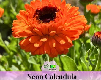 May include: A close-up of a vibrant orange Neon Calendula flower in full bloom, with a dark center and numerous petals. The flower is surrounded by green foliage and other orange flowers. The image includes the text "Neon Calendula".