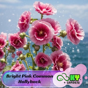 May include: A close-up of a cluster of bright pink hollyhock flowers in bloom. The flowers are arranged in a bouquet-like shape, with the petals overlapping and creating a soft, delicate look. The background is a blurred blue sky with white clouds.