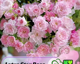 15s|lotus Star Rose Seeds , Open-pollinating, Deciduous