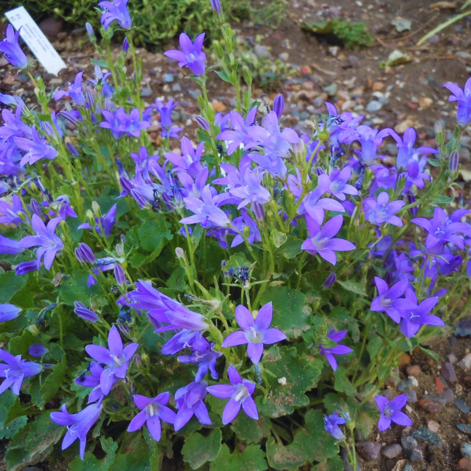 Campanula Portenschlagiana Seeds - Long Blooming Season, Attracts ...