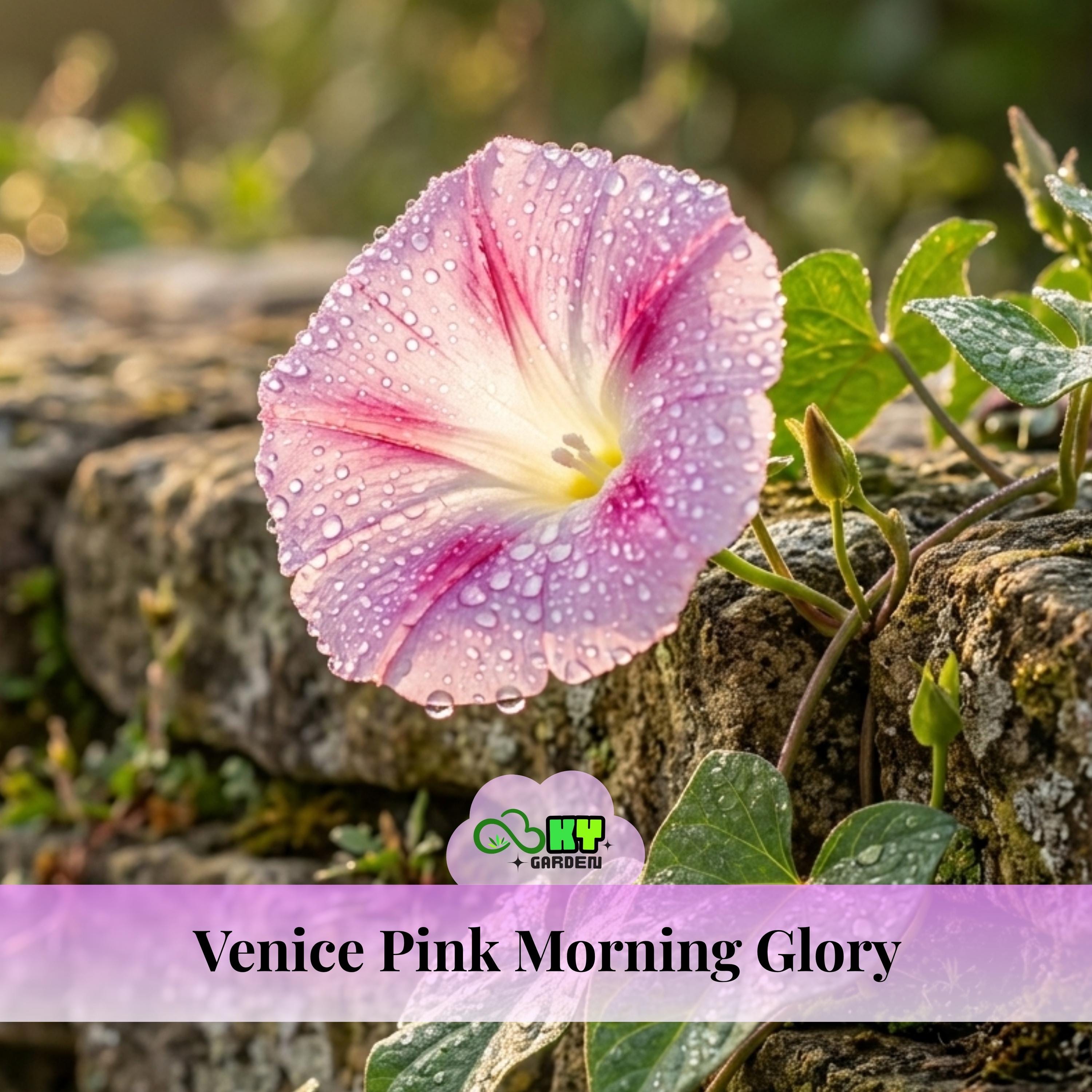 Venice Pink Morning Glory Seeds - Fast Growing, Climbing Vine