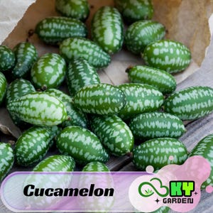 May include: A pile of cucamelons, small, oval-shaped fruits with a green rind and white speckles. The fruits are arranged on a wooden surface, with some spilling out of a brown paper bag. The image includes the text "Cucamelon" and a garden logo.