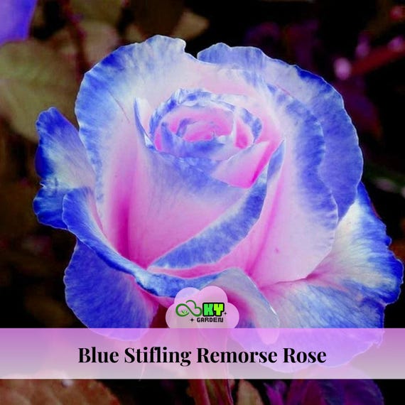 Blue Stifling Remorse Rose Seeds - Perennial, Open-pollinating