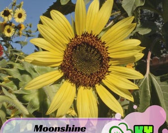 Moonshine Sunflower Seeds - Bi-Colored Petals, Attracts Pollinators, Drought Tolerant, Low Maintenance - Plant in Spring