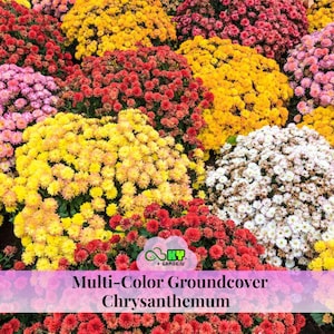 May include: A vibrant display of multi-color groundcover chrysanthemums. The image showcases a variety of colors, including yellow, red, pink, and white, creating a visually appealing floral arrangement. The text "Multi-Color Groundcover Chrysanthemum" is displayed at the bottom.
