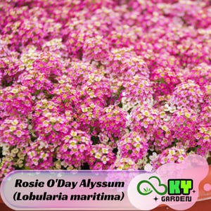 May include: A close-up of a vibrant bed of Rosie O'Day Alyssum (Lobularia maritima) flowers. The flowers are a mix of pink, white, and yellow, creating a dense, textured display. The image includes the text "Rosie O'Day Alyssum (Lobularia maritima)" and a garden logo.