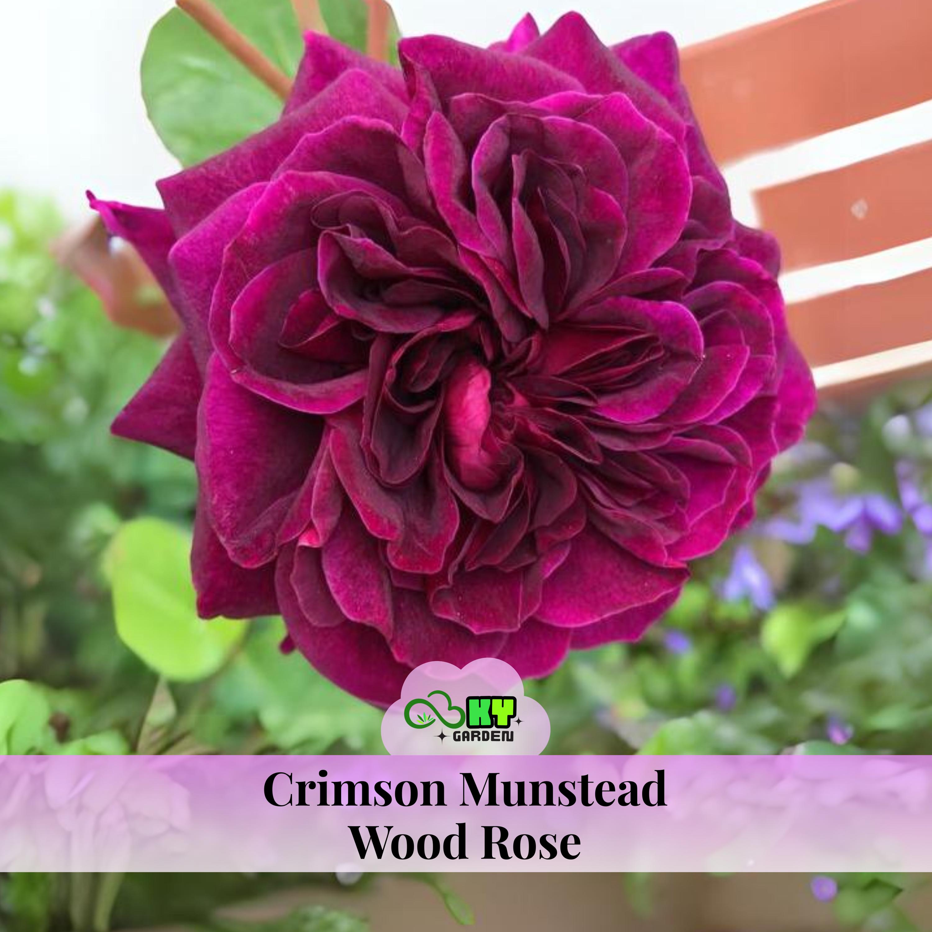 Crimson Munstead Wood Rose Seeds - Perennial, Open-pollinating
