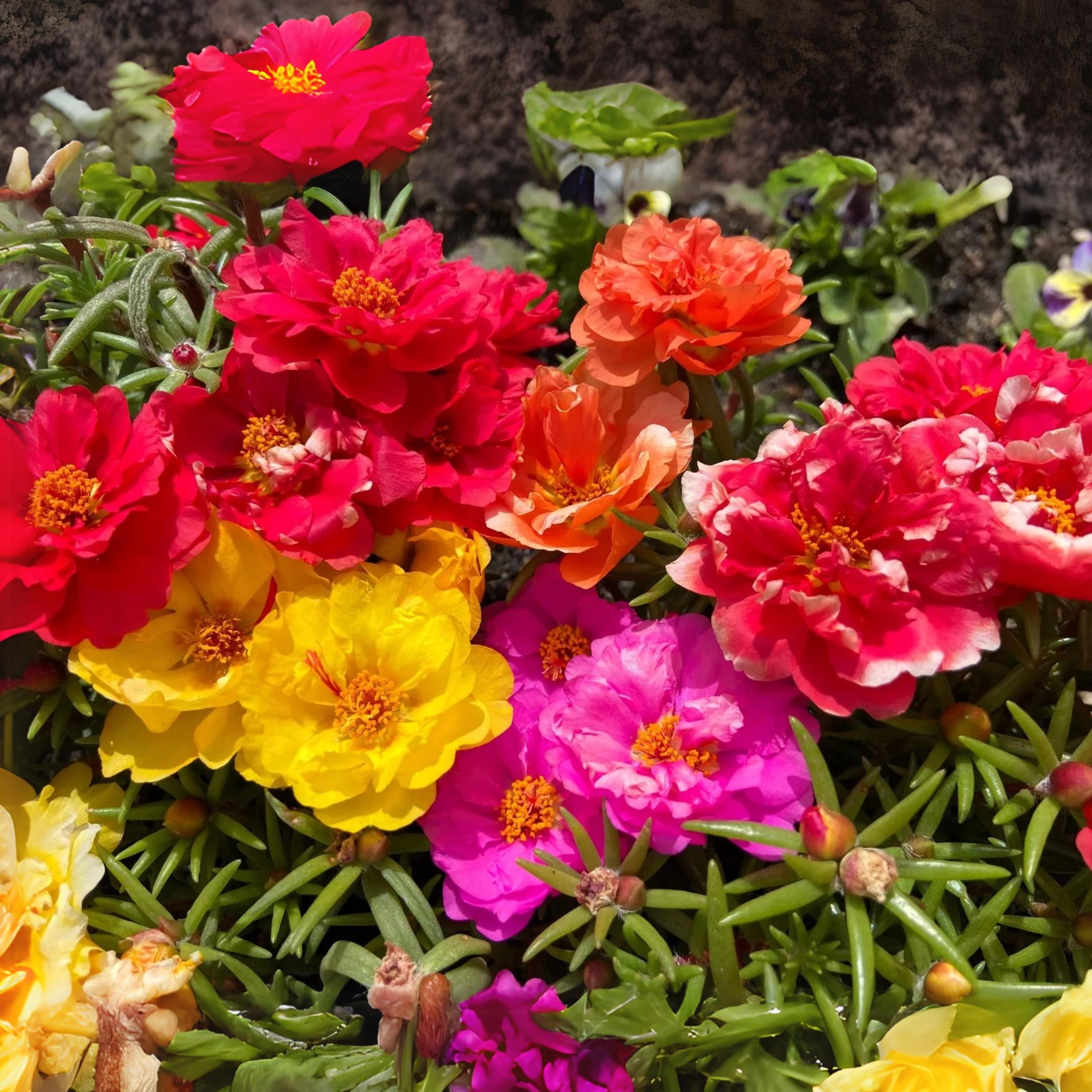 Moss Rose 'happy Hour Mix' Portulaca Grandiflora Seeds - Low