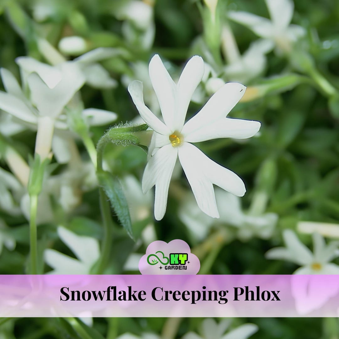 Snowflake Creeping Phlox Seeds - Cold Resistant -drought Resistant