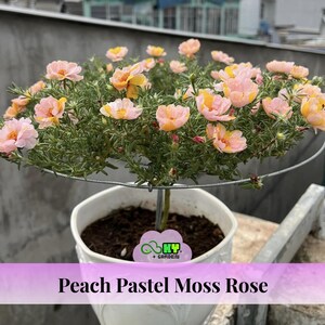 Peach Pastel Moss Rose Seeds - Drought Tolerant, Low Maintenance, Ground Cover, Attracts Pollinators, Plant in Spring/Summer