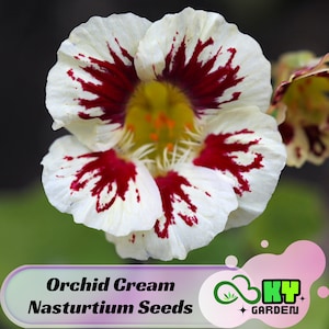May include: Close-up of a white flower with red splotches. The flower is called "Orchid Cream Nasturtium Seeds".