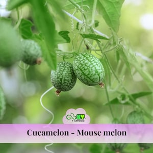 May include: Close-up of cucamelon fruits, also known as mouse melons, hanging from a vine. The small, oval-shaped fruits have a green skin with a speckled pattern. The image includes the text "Cucamelon - Mouse melon".