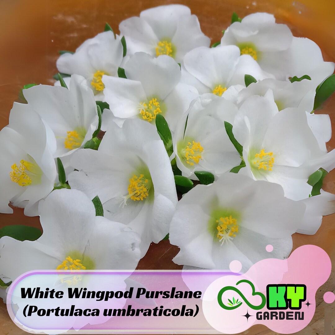 White Wingpod Purslane (portulaca Umbraticola) Seeds - Low Maintenance ...