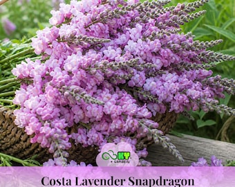 Costa Lavender Snapdragon Seeds - Potted -Cold Resistant -Attracts pollinators -Open-Pollinating -Plant before the frost/after frost