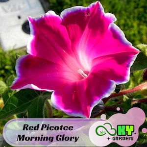May include: A vibrant pink morning glory flower with white edges. The flower has a deep pink center and is in full bloom. The text "Red Picotee Morning Glory" is visible at the bottom of the image.
