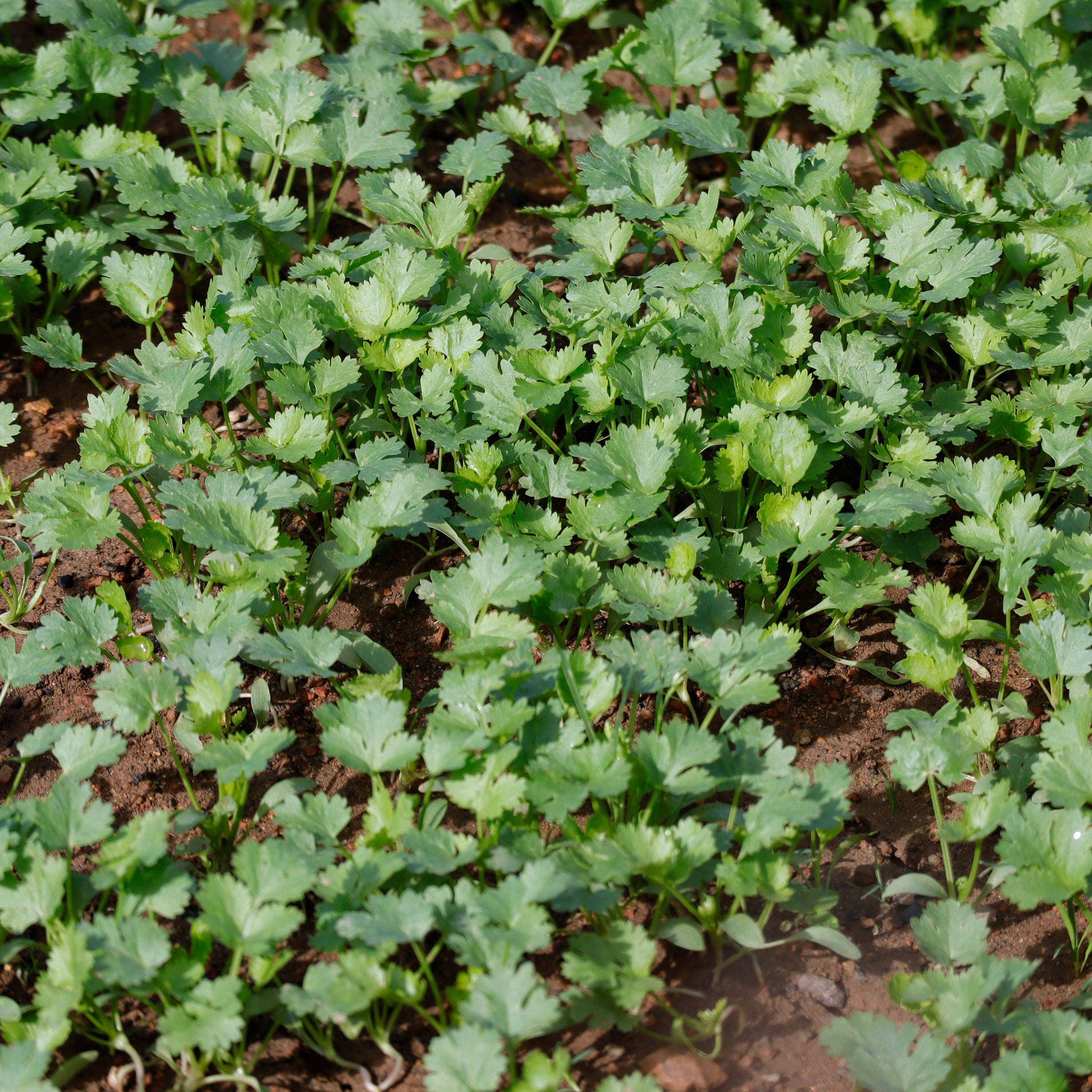 Cilantro (coriander) Seeds - Annual - Edible, Fast Growing, Cold ...