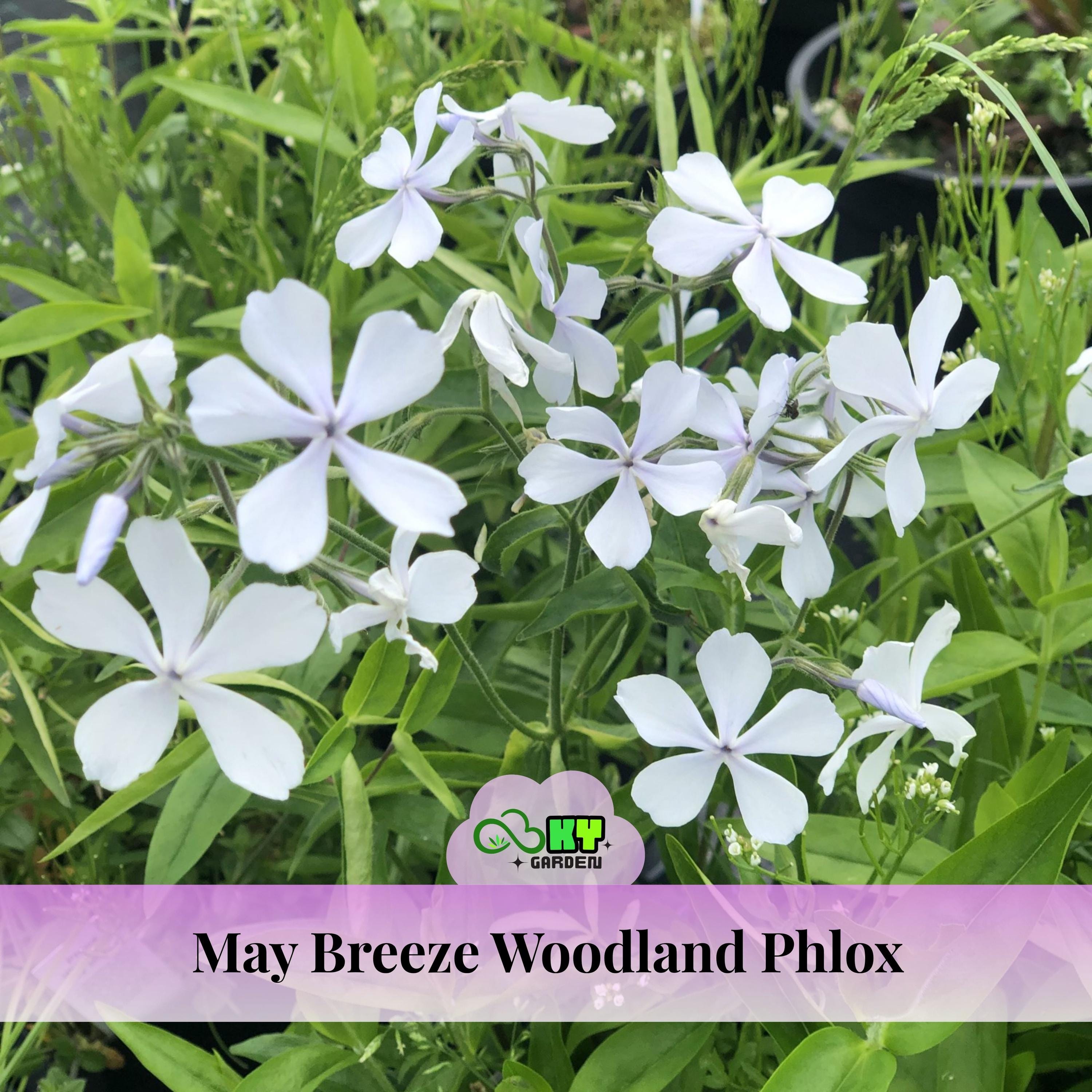 May Breeze Woodland Phlox Seeds - Cold Resistant -drought