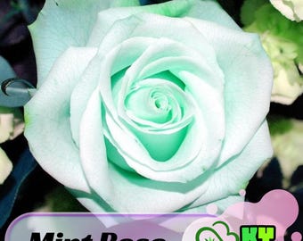 15s|Mint Rose Seeds  , Cold Resistant,Open-Pollinating, Deciduous, Beautiful Blooming Flowers – Planting in Late Fall/Early Spring