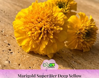 Marigold Super Her Deep Yellow Seeds - Open-Pollinating -Potted -Draft Resistant -Cold Resistant -Dwarf -Plant in Spring/After frost