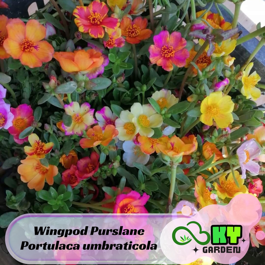 Wingpod Purslane Portulaca Umbraticola Seeds - Drought Tolerant,low ...