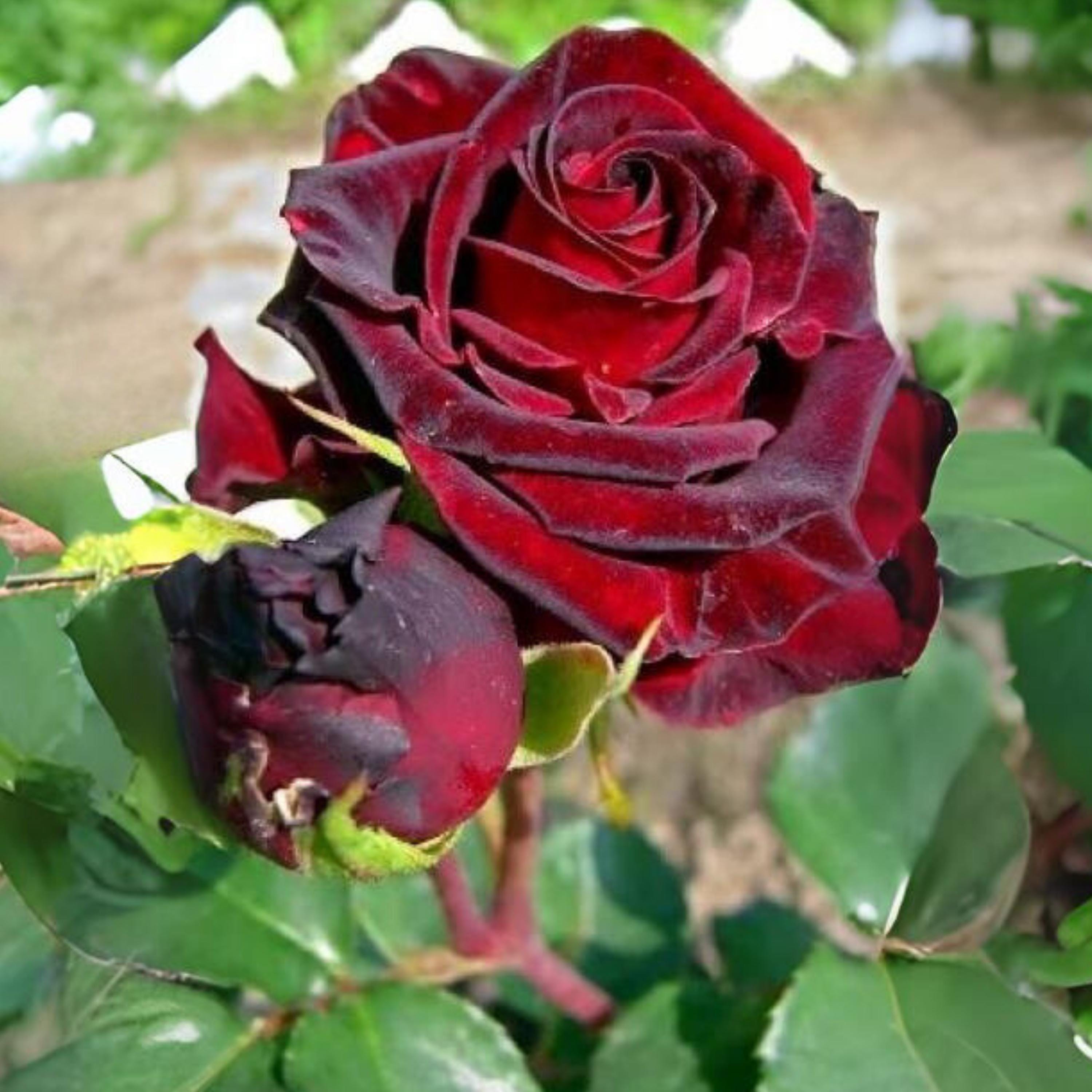 Black Magic Hybrid Tea Rose Seeds - Perennial, Cold Resistant, Open ...