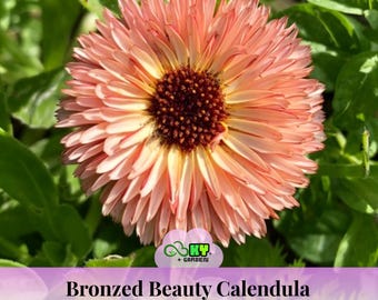 May include: A close-up of a Bronzed Beauty Calendula flower, featuring peach petals and a dark brown centre. The flower is set against a backdrop of green leaves. The text "Bronzed Beauty Calendula" is visible at the bottom.