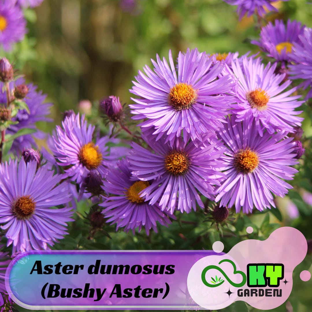 Aster Dumosus (bushy Aster) Seeds - Annual, Soft Yellow Flowers ...